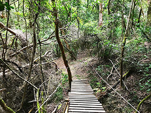 Grootvadersbosch Nature Reserve reforestation project